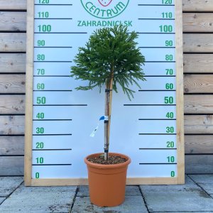 Kryptoméria japonská (Cryptomeria japonica) 'GLOBOSA NANA', ´výška: 60-80 cm, kont. C9L - NA KMIENKU (-21°C)